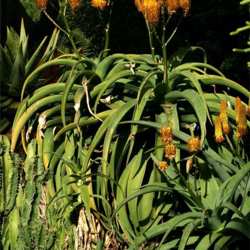 Dune Aloe Aloe thraskii